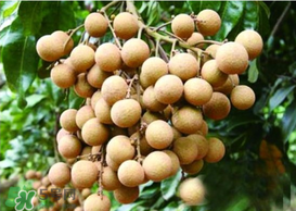 桂圓皮長(zhǎng)霉了能吃嗎？桂圓皮發(fā)霉了里面可以吃嗎？