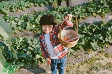 孕婦可以去摘草莓嗎？懷孕了能去摘草莓嗎？