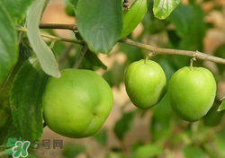 吃青棗會(huì)拉肚子嗎？拉肚子可以吃青棗嗎？