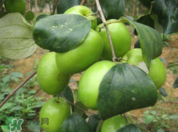 吃青棗會(huì)拉肚子嗎？拉肚子可以吃青棗嗎？