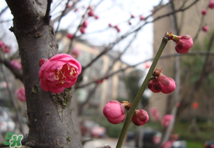 立春后種什么花？立春時(shí)開的花有哪些？