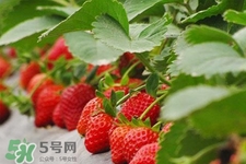 現(xiàn)摘的草莓有農(nóng)藥嗎？怎么辨別草莓打過(guò)農(nóng)藥？