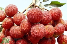 吃荔枝會(huì)過(guò)敏嗎？吃荔枝過(guò)敏怎么辦？