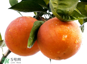 血橙為什么沒有血絲？血橙為什么不紅？