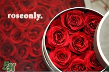 roseonly是什么花？roseonly是真花還是假花？