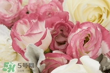 roseonly鮮花多少錢？roseonly永生花多少錢？