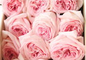 roseonly鮮花怎么保養(yǎng)？roseonly永生花怎么保養(yǎng)？