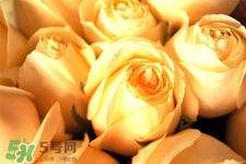 情人節(jié)可以送黃玫瑰嗎？情人節(jié)送黃玫瑰好嗎？
