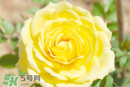 情人節(jié)可以送黃玫瑰嗎？情人節(jié)送黃玫瑰好嗎？