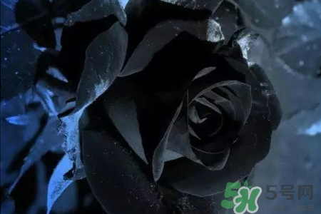 黑玫瑰代表什么意思？黑玫瑰花語的含義