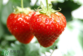 小孩咳嗽可以吃草莓嗎？小孩發(fā)燒可以吃草莓好？