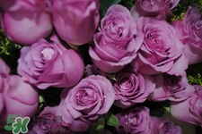 鮮花怎么養(yǎng)？鮮花怎么養(yǎng)放的比較久？