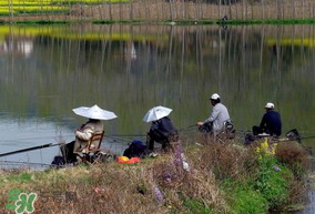 初春什么時候可以釣魚？初春釣魚技巧