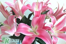 百合花怎么養(yǎng)？百合花在家怎么養(yǎng)？