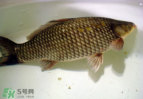 春天釣鯽魚用什么餌料？春天釣鯽魚餌料配方