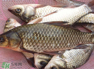 春天釣鯽魚用什么餌料？春天釣鯽魚餌料配方