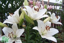 百合花葉子發(fā)黃怎么回事？百合花葉子發(fā)黃怎么辦？
