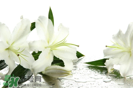 百合花葉子發(fā)黃怎么回事？百合花葉子發(fā)黃怎么辦？