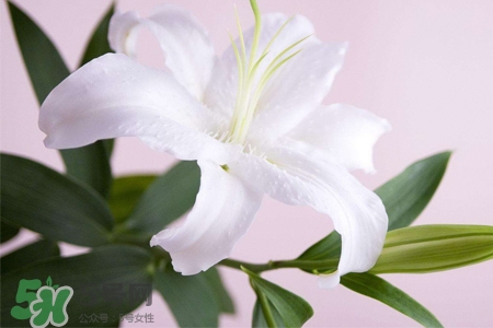 百合花葉子發(fā)黃怎么回事？百合花葉子發(fā)黃怎么辦？