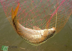 春天釣鯉魚用什么餌料？春天釣鯉魚餌料配方
