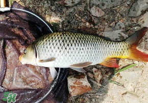 春天釣鯉魚用什么餌料？春天釣鯉魚餌料配方