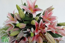 養(yǎng)百合花用什么水？養(yǎng)百合花水里放什么？