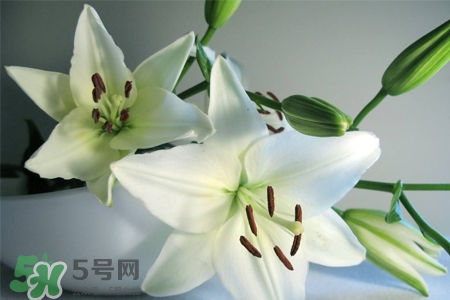 養(yǎng)百合花用什么水？養(yǎng)百合花水里放什么？