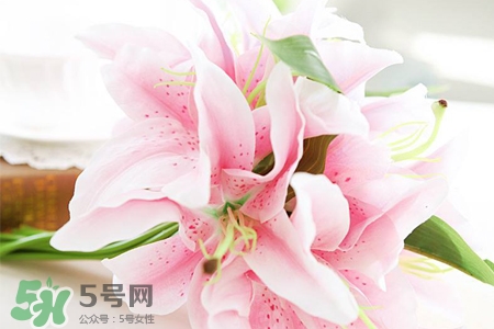 百合要曬太陽嗎？水養(yǎng)百合要曬太陽嗎？