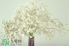 滿天星在花瓶里怎么養(yǎng)？滿天星買回來(lái)要養(yǎng)水嗎？