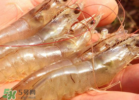 凍蝦發(fā)黑能吃嗎？變黑的凍蝦還能吃嗎？