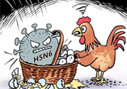 h7n9禽流感怎么預(yù)防？預(yù)防h7n9禽流感知識