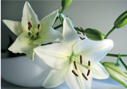 百合花能放花瓶里養(yǎng)嗎？百合花在花瓶里怎么養(yǎng)？