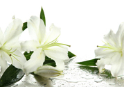 百合花怎么養(yǎng)水里？水養(yǎng)百合花怎么開久些？
