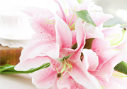 養(yǎng)百合花用什么水？養(yǎng)百合花水里放什么？