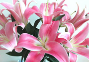 百合花多久澆一次水？百合花多長時間澆水？