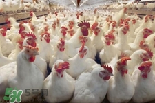 h7n9禽流感可以治愈嗎？禽流感能治好嗎？