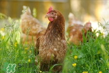h7n9禽流感可以治愈嗎？禽流感能治好嗎？