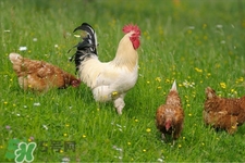 h7n9禽流感可以治愈嗎？禽流感能治好嗎？