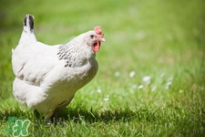 h7n9禽流感可以治愈嗎？禽流感能治好嗎？