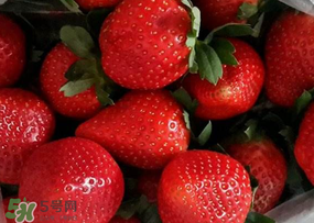 奶油草莓多少錢一斤？奶油草莓價格