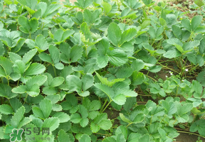 草莓苗幾月份種植？幾月份可以種草莓？