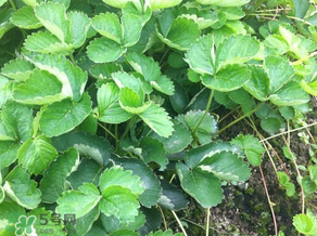 草莓苗幾月份種植？幾月份可以種草莓？