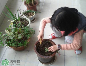 春天家里適合種什么花？春天適合種植什么花？