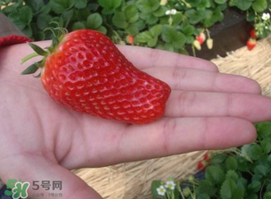 怎么辨別有機(jī)草莓？有機(jī)草莓和普通草莓的區(qū)別 