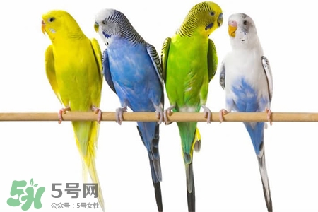禽流感可以養(yǎng)鸚鵡嗎？禽流感期間能養(yǎng)鸚鵡嗎？