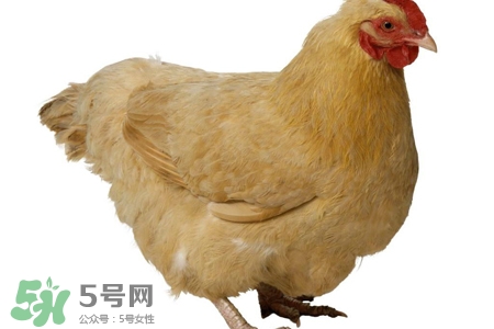 如何區(qū)分感冒和禽流感？禽流感和感冒的區(qū)別
