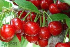 美早和黑珍珠哪個好吃？美早和黑珍珠的區(qū)別