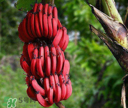 紅香蕉多少錢一斤？南洋紅香蕉多少錢一斤？