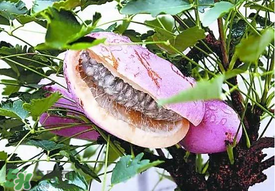 八月瓜多少錢(qián)一斤？野香蕉多少錢(qián)一斤？