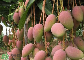 青芒果切開沒熟怎么辦？芒果沒熟切開了怎么辦？